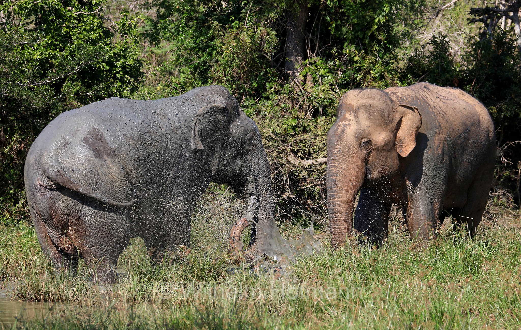 Sri Lankan elephant, Sri-Lanka-Elefant, Ceylon-Elefant, elefante dello Sri Lanka, Elephas maximus maximus, Sri Lanka, Bundala National Park, Bundala Nationalpark, Parco nazionale Bundala