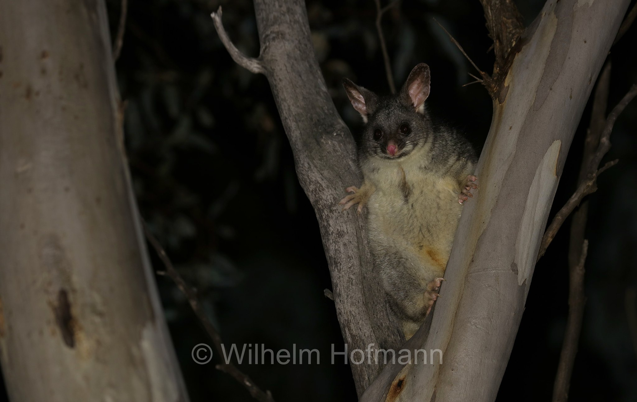 Trichosurus vulpecula, common brushtail possum, Fuchskusu, tricosuro volpino, Woylie Walk, Dryandra Woodland National Park, Dryandra Woodland, Dryandra, Western Australia, Westaustralien, Australia Occidentale, Australia, Australien