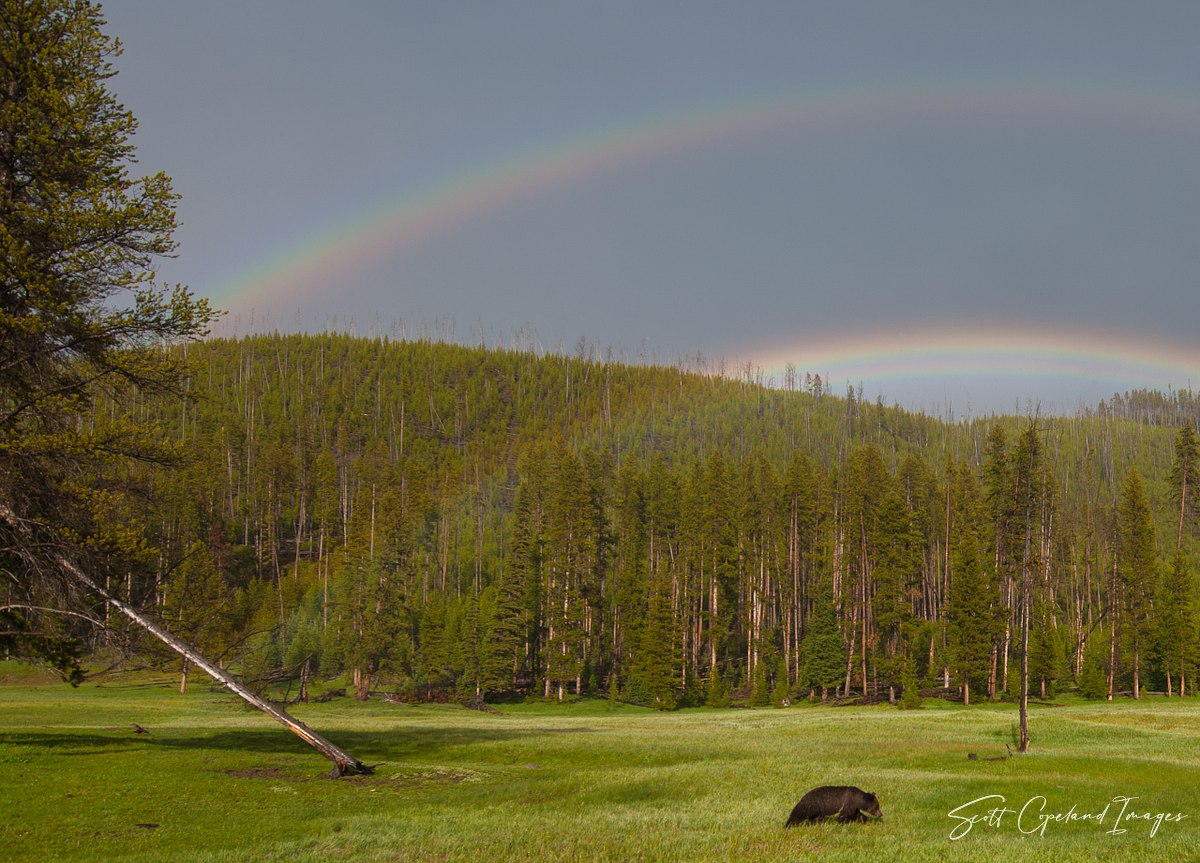 Leprechaun Bear