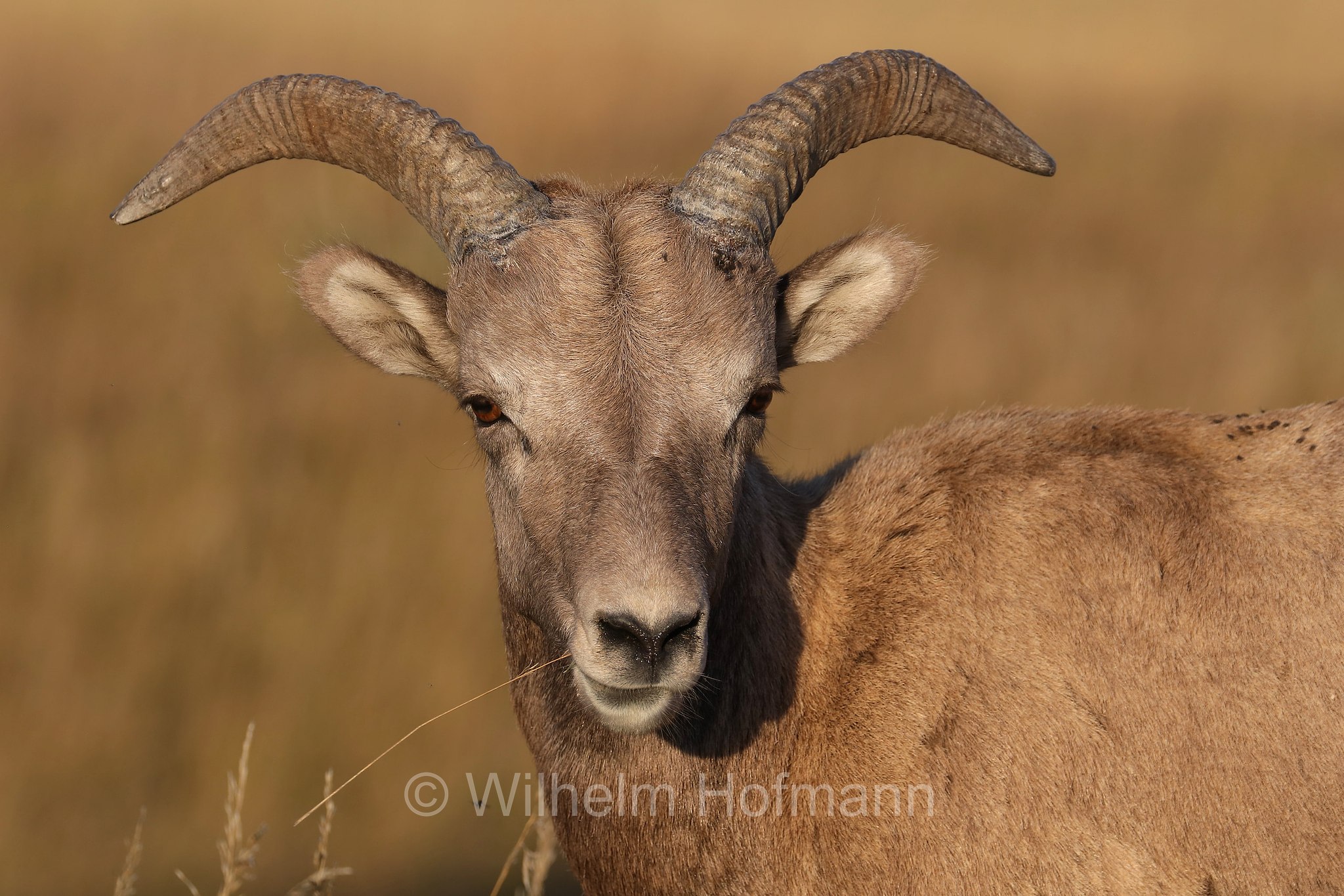 Ovis canadensis canadensis, Rocky Mountain bighorn sheep, Rocky-Mountains-Dickhornschaf, bighorn delle Montagne Rocciose, Sage Creek Basin Overlook, Badlands National Park, Badlands-Nationalpark, parco nazionale delle Badlands, South Dakota, Dakota del Sud, USA