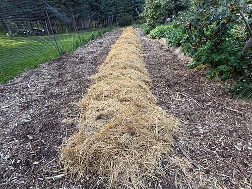 No-till gardening and mulching