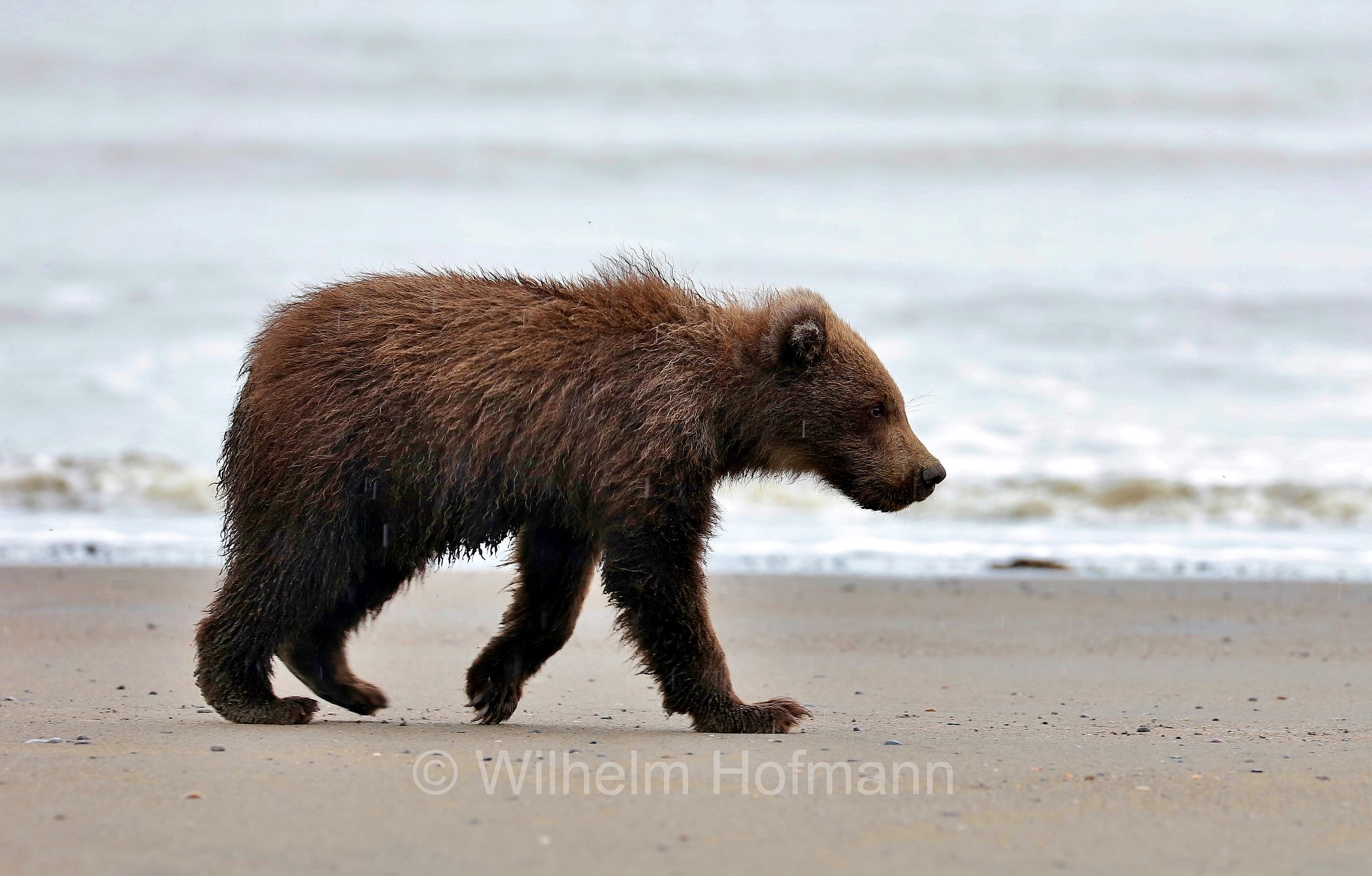 Ursus arctos gyas, Alaska Peninsula brown bear, peninsular grizzly, Alaska-Halbinsel-Braunbär, Alaska-Küstenbraunbär, Alaska-Braunbär, Großer Alaska-Braunbär, orso bruno della penisola dell'Alaska, grizzly peninsulare, grizzly costiero, grizzly gigante, Silver Salmon Creek, Lake Clark National Park, Lake Clark National Park and Preserve, Lake-Clark-Nationalpark, Parco nazionale e riserva di Lake Clark, Alaska, USA