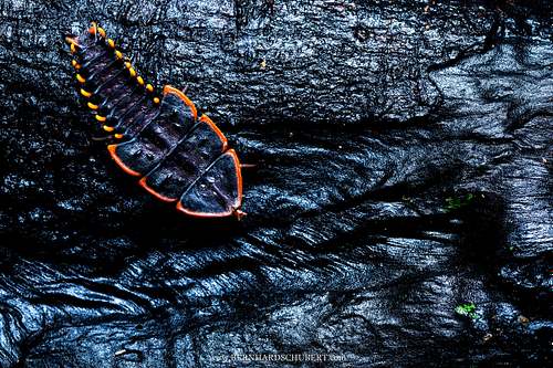 Trilobite beetle