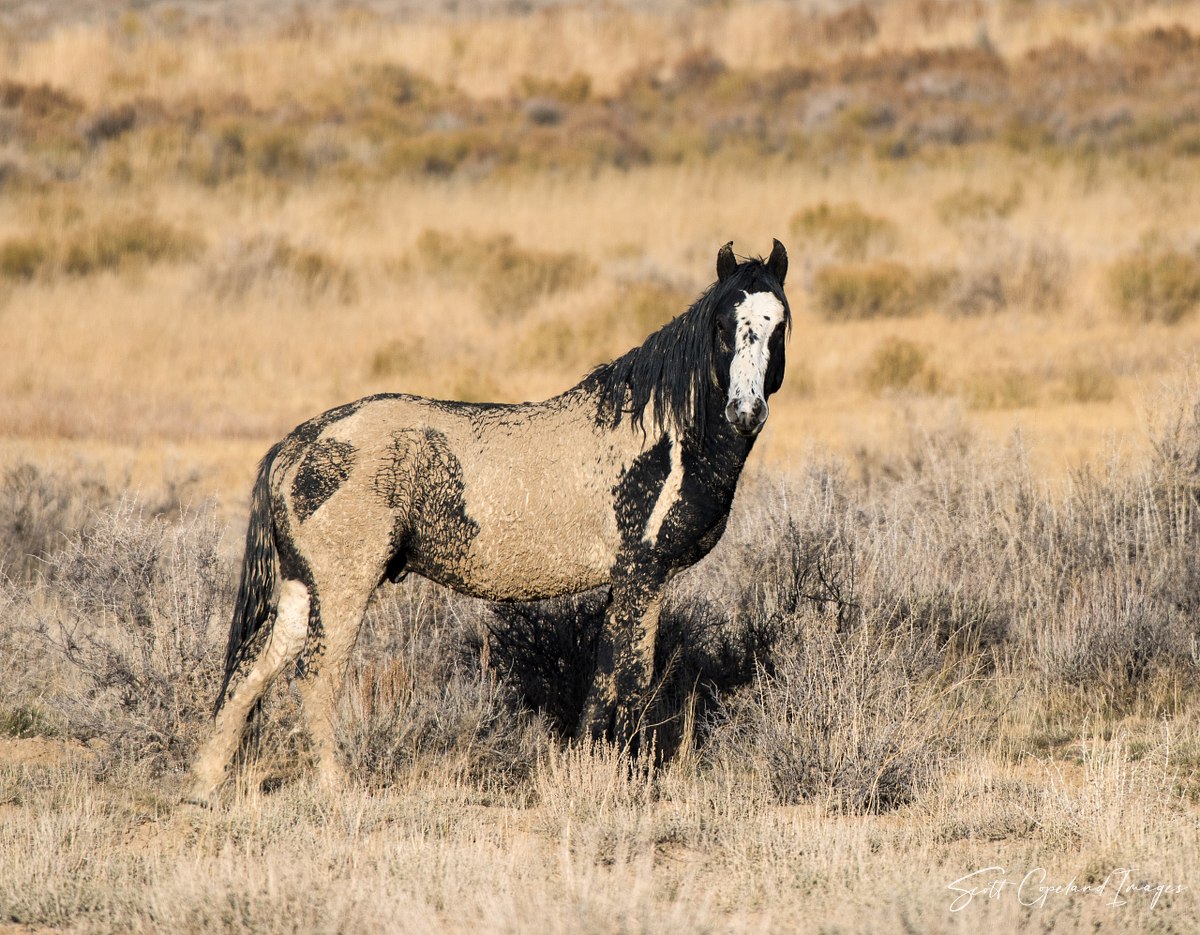 Kinney Rim Stallion