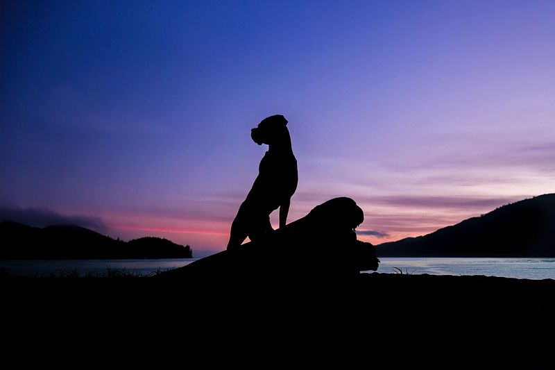 Let's Bark About It: Stanley's Diary
