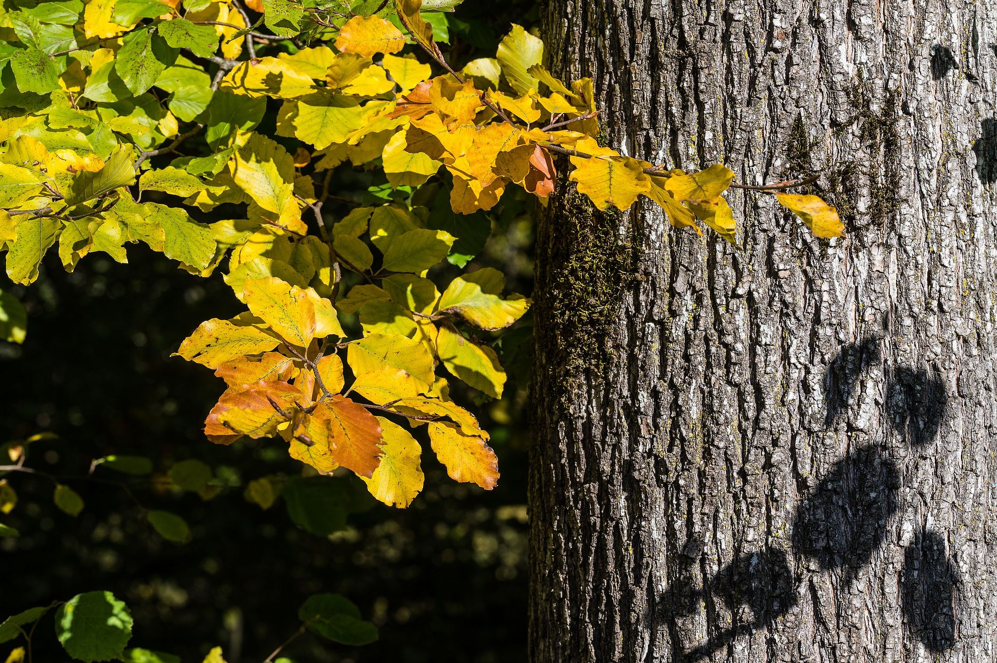 Herbstlaub im Emme-Schachenwald