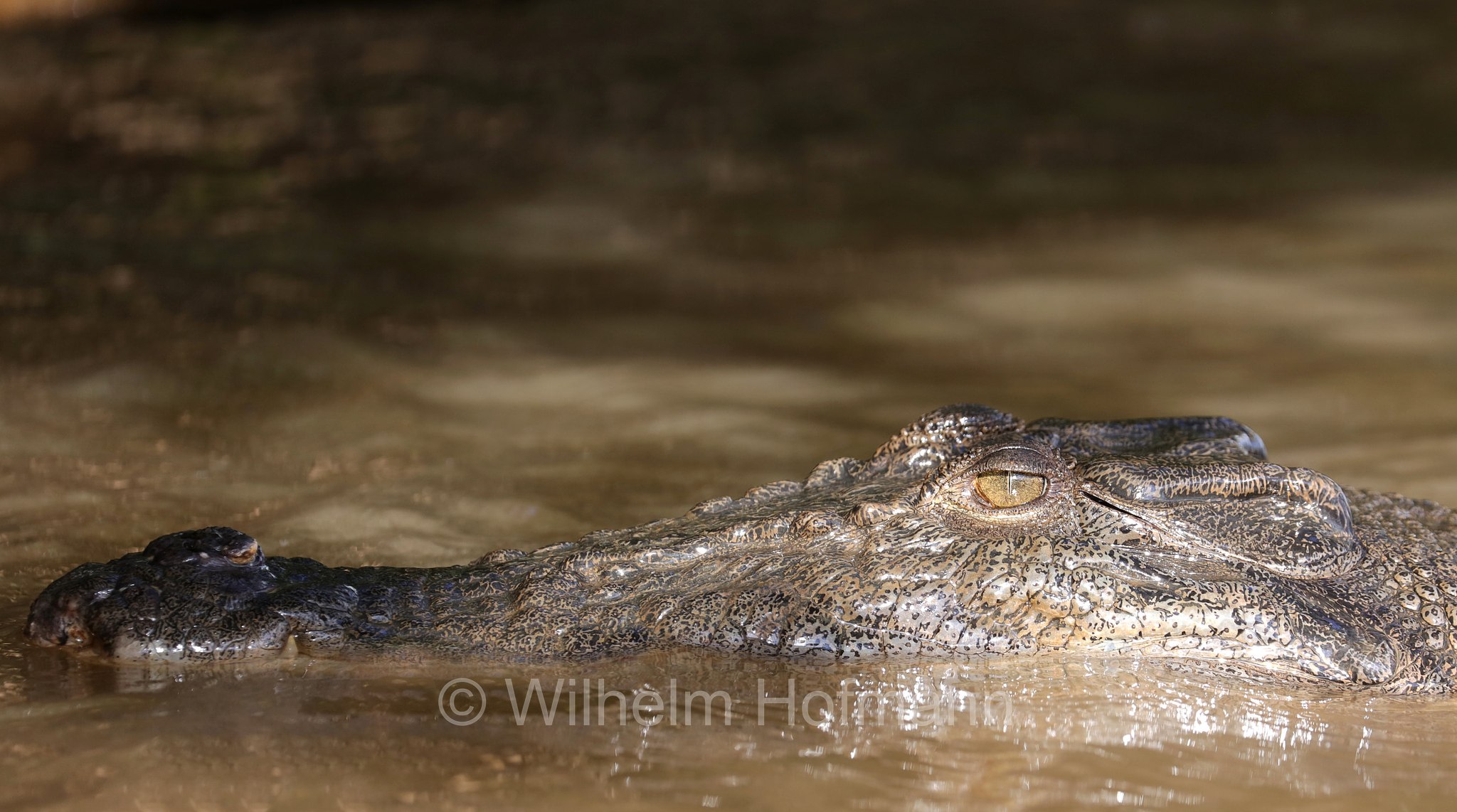 Crocodylus porosus, saltwater crocodile, Leistenkrokodil, Salzwasserkrokodil, coccodrillo marino, coccodrillo estuarino, Daintree River, Daintree National Park, Daintree-Nationalpark, parco nazionale di Daintree, Queensland, Australia, Australien