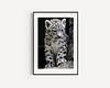 Snow Leopard Cub Print