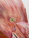 Fluid Flamingo