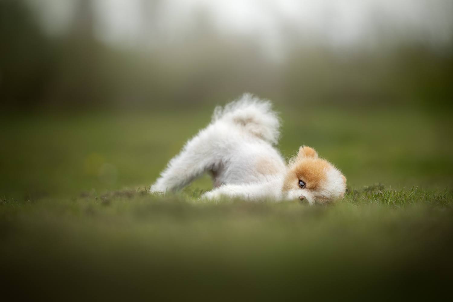 NLS Dierenfotografie
