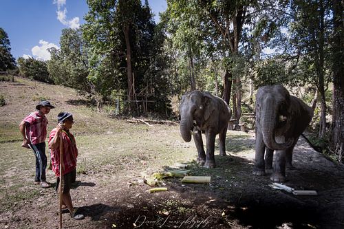 The elephants are cared for by the family of Mr. Athiwat Suthisupkun,