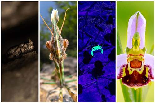 Biodiversity of Istria, Croatia, 2026 (german language)