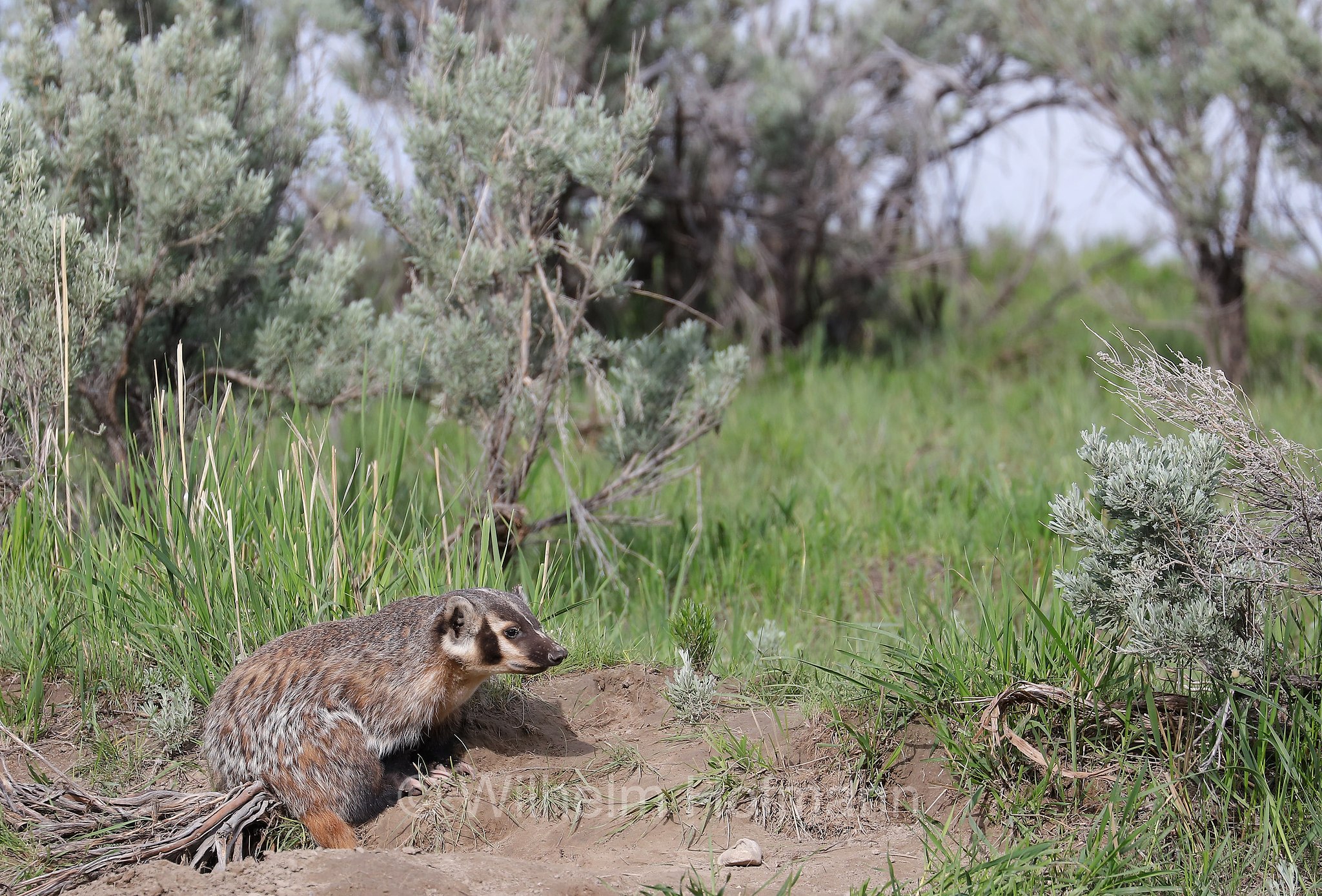 Taxidea taxus, American Badger, Silberdachs, tasso americano, Slough Creek, Lamar Valley, Yellowstone National Park, Yellowstone-Nationalpark﻿, parco nazionale di Yellowstone, Wyoming, USA