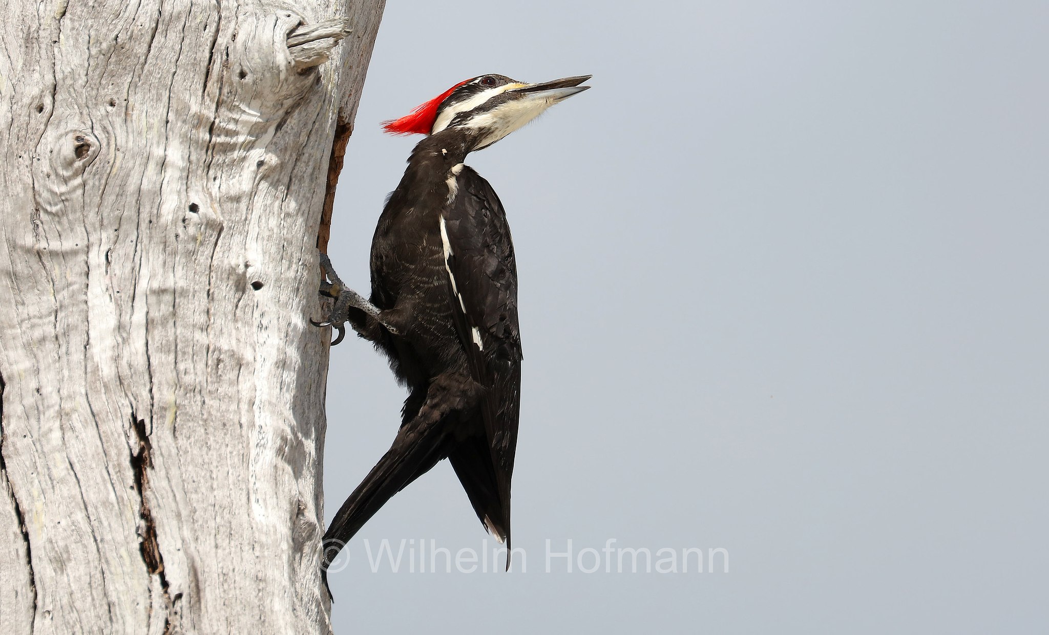 Dryocopus pileatus pileatus, Southern pileated woodpecker, Helmspecht, picchio pileato, Lovers Key State Park, Florida, USA