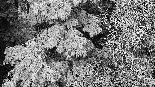 Raureif-Wald auf der "Chüeschatte"
