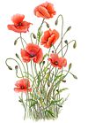 Field Poppy Fine Art Print