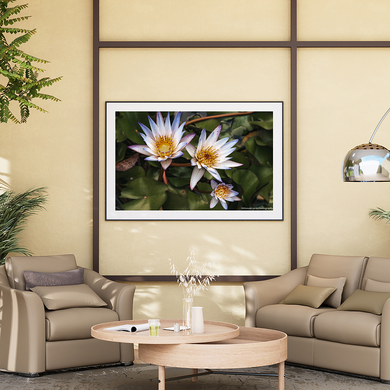 THE ONE - WILDLIFE & NATURE - "Nymphaea Trio" - LIMITED EDITION 5 of 5