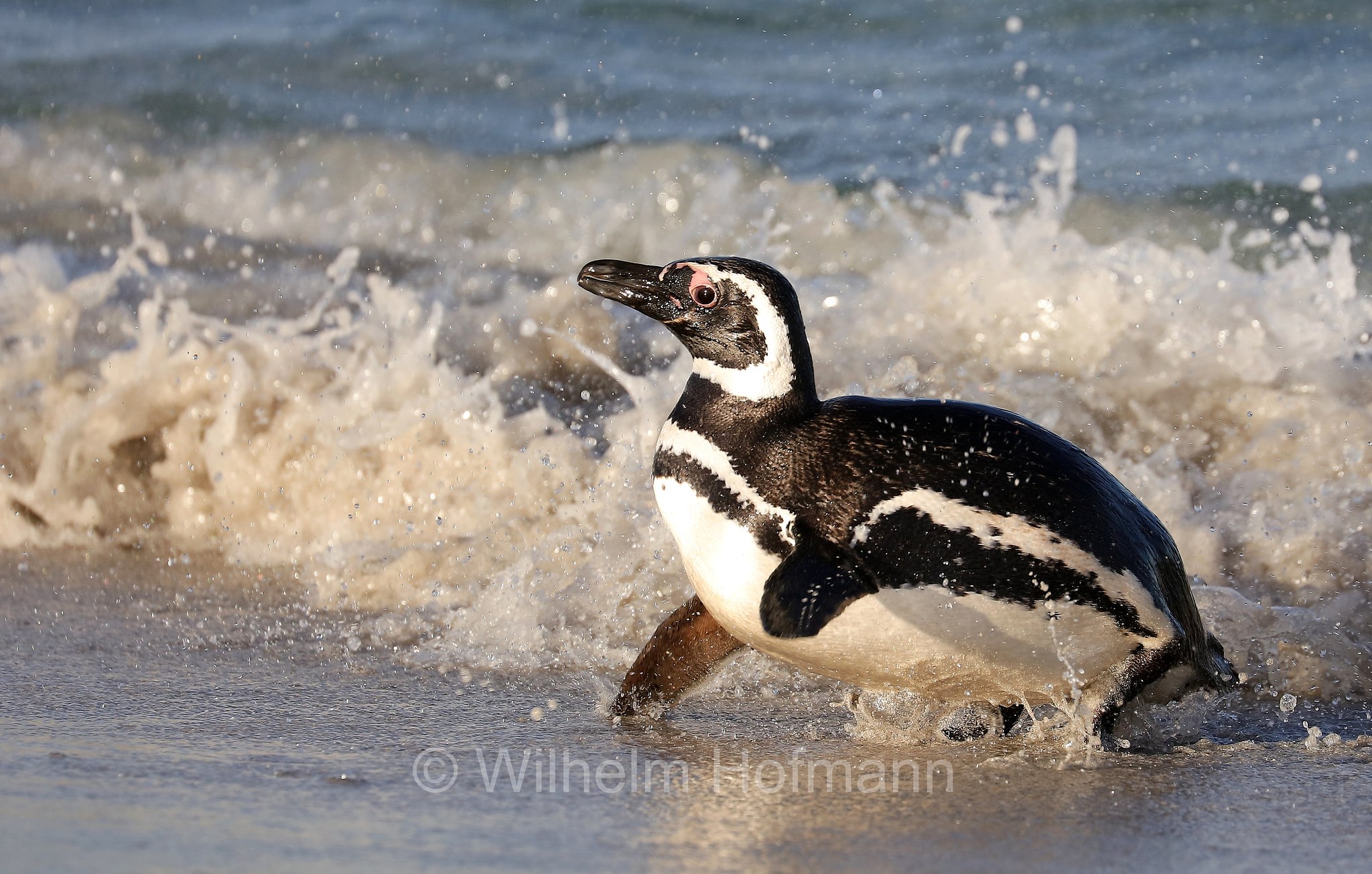 Magellanic penguin, Magellanpinguin, Pinguino di Magellano, Spheniscus magellanicus, Bleaker Island, Isla María, Falkland Islands, Falklandinseln, Isole Falkland