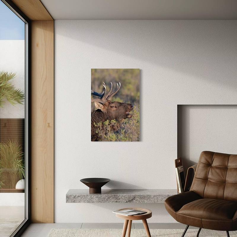 Wake Up Call (Elk)