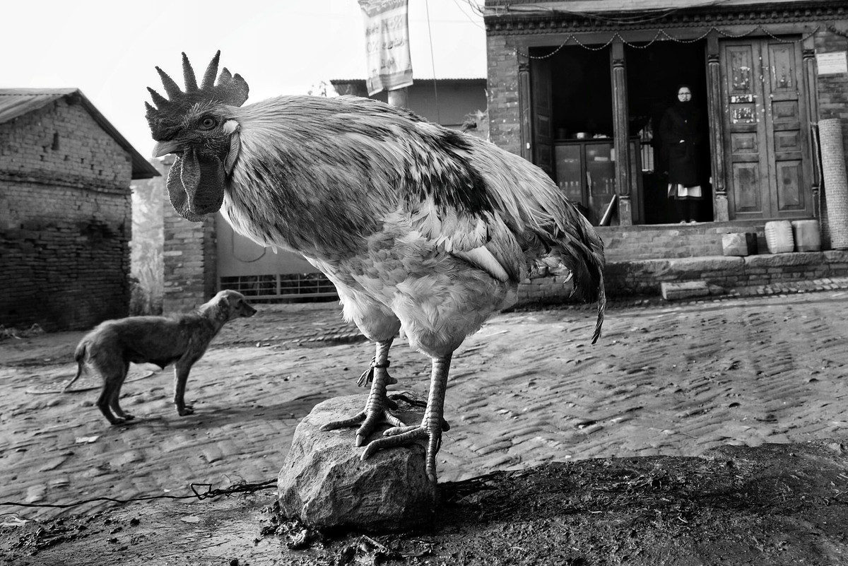 Story about a chicken and a dog