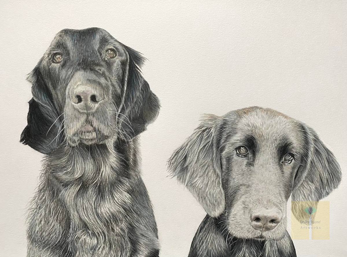 Lesley Mayne Artworks Pet Portrait Flat Coated Retriever Pet Portrait  Chester Pet Portrait Artist Commissioned