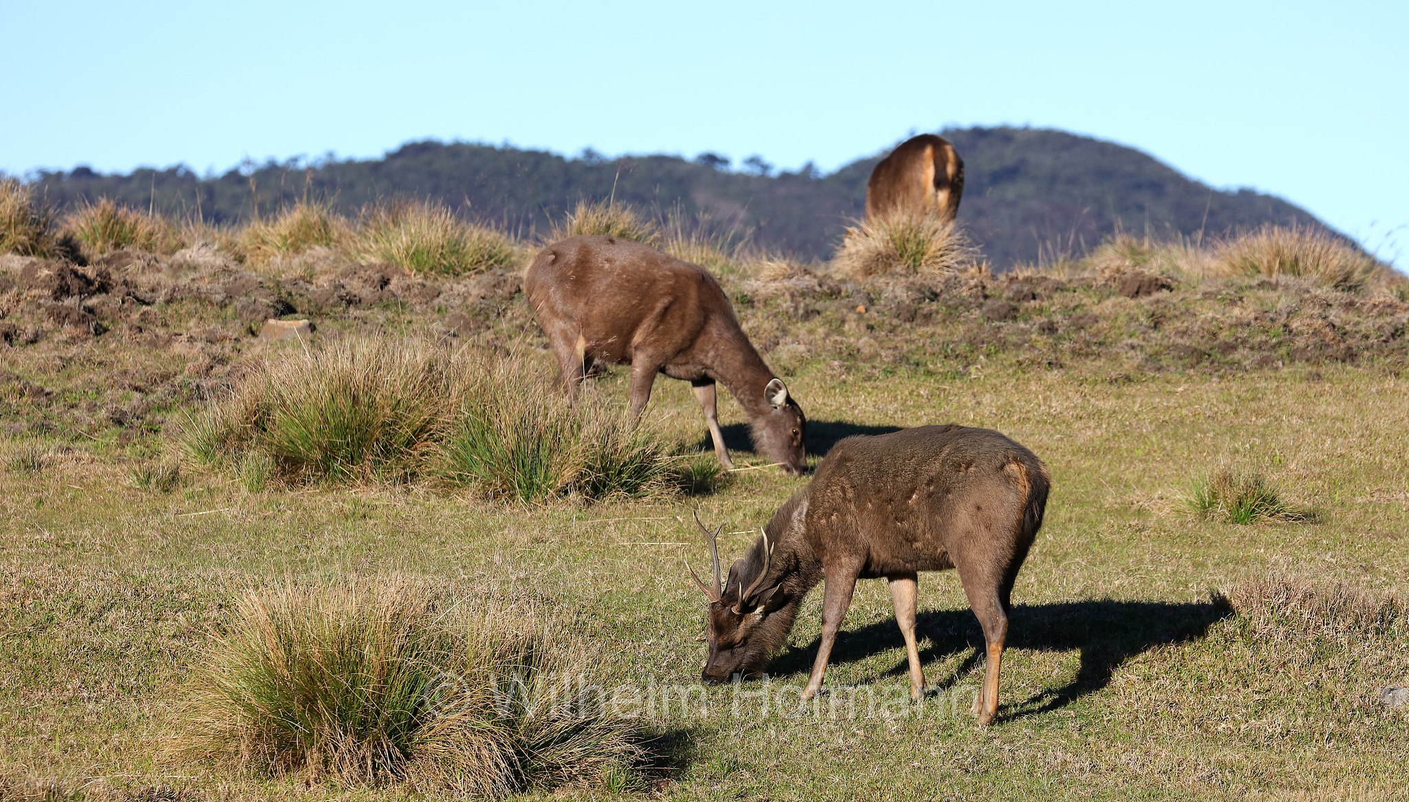 Sri Lankan sambar, Indian sambar, Sri-Lanka-Sambar, sambar indiano, cervo sambar, Rusa unicolor unicolor, Horton Plains National Park, Horton-Plains-Nationalpark, parco nazionale Horton Plains, Sri Lanka