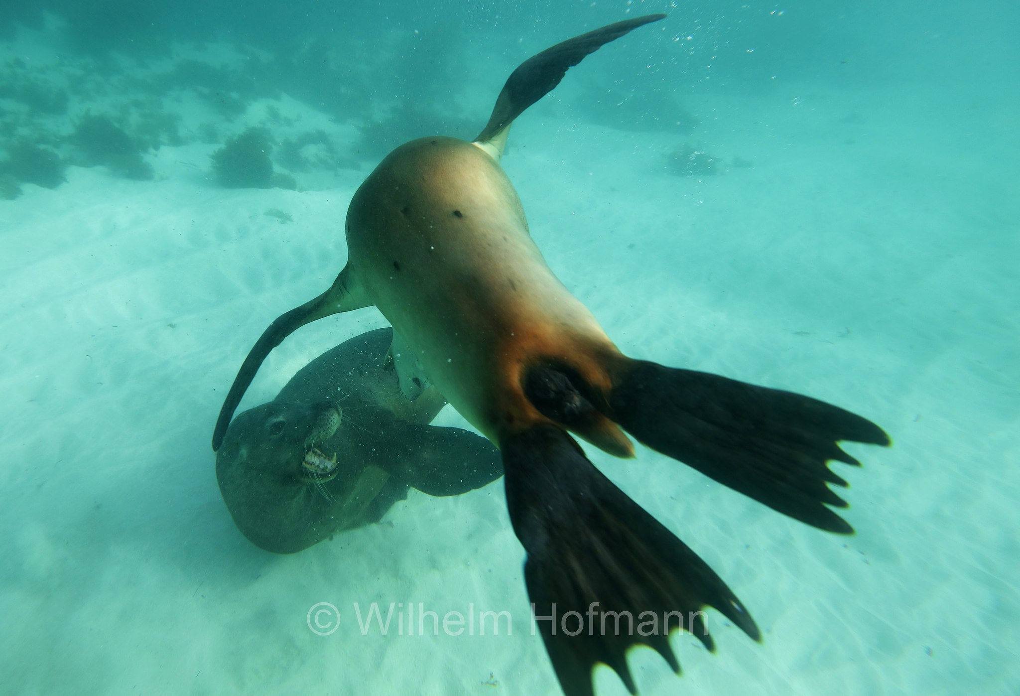 Australian sea lion, Australian sea-lion, Australian sealion, Australischer Seelöwe, leone marino australiano, Neophoca cinerea, Jurien Bay Marine Park, Western Australia, Westaustralien, Australia Occidentale, Australia, Australien