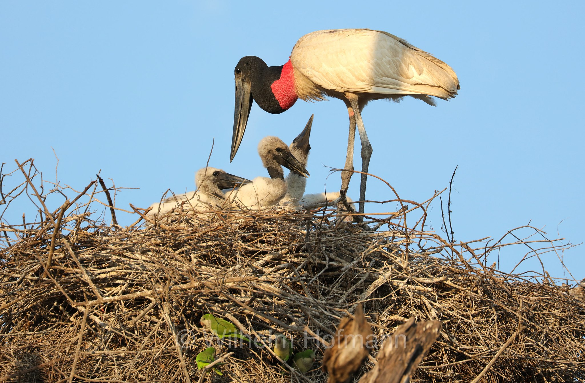 jabiru, jaburu, tuiuiú, tuim-de-papo vermelho, cauauá, Jabiru mycteria, Pantanal, Mato Grosso, Brazil, Brasil, Brasile, Brasilien