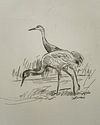 Sandhill Crane Study