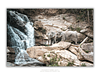 THE ONE - WILDLIFE & NATURE - "Their Waterfall" - LIMITED EDITION 5 of 5