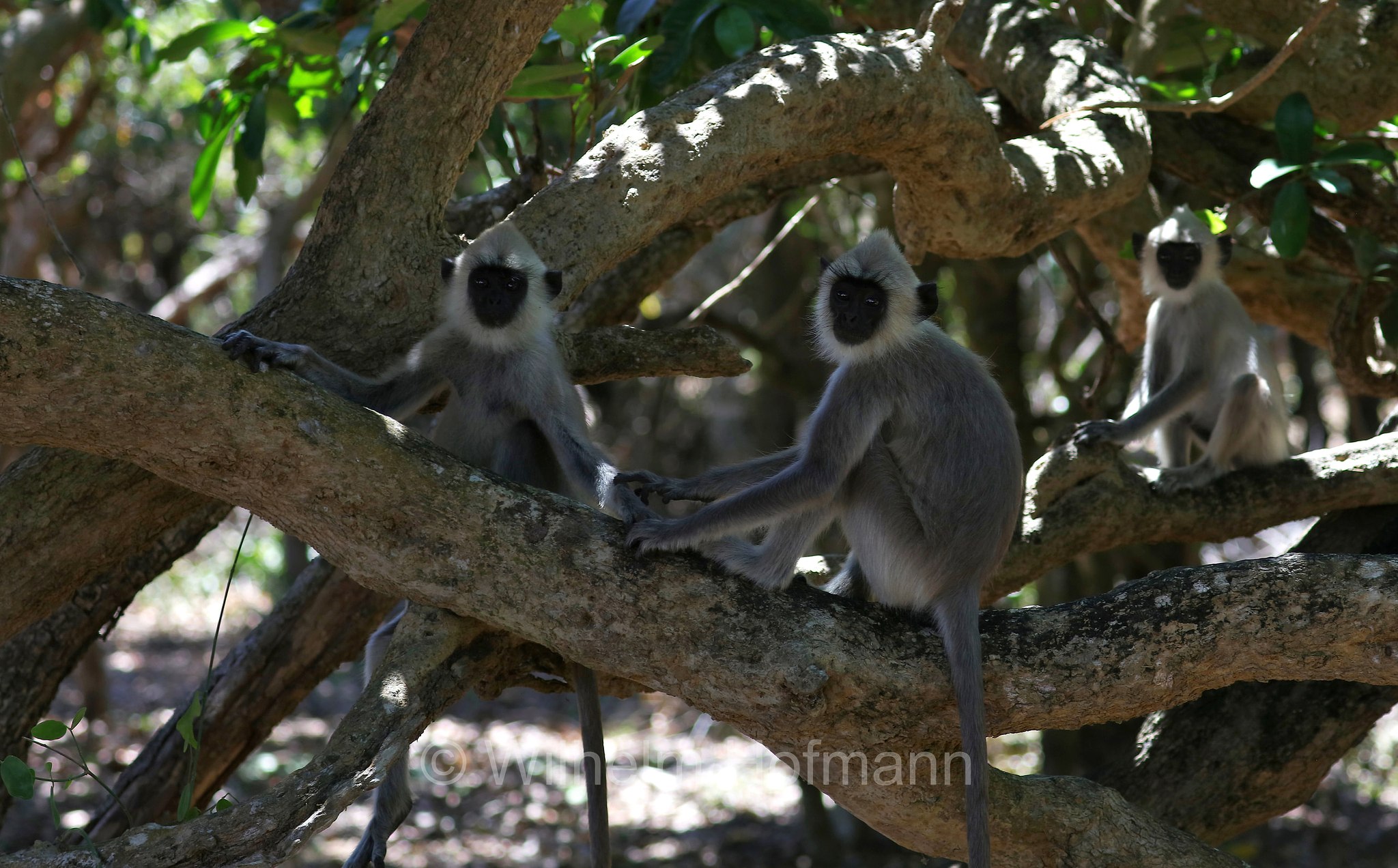 tufted gray langur, Madras gray langur, Coromandel sacred langur, Südlicher Hanuman-Langur, entello dal ciuffo, Semnopithecus priam, Sri Lanka, Southern Province, Hambantota, Hambantota District﻿, Palatupana Beach