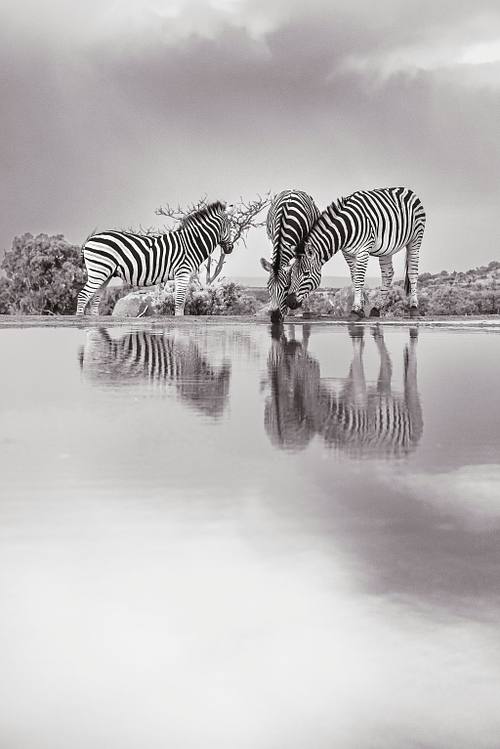 Private Game Reserve