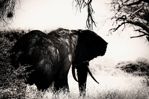 Eléphant en Tanzanie