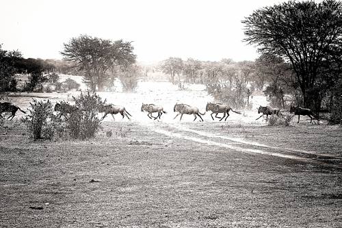 Gnous en Tanzanie