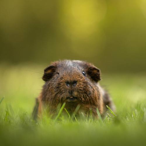 OVERIGE DIEREN
