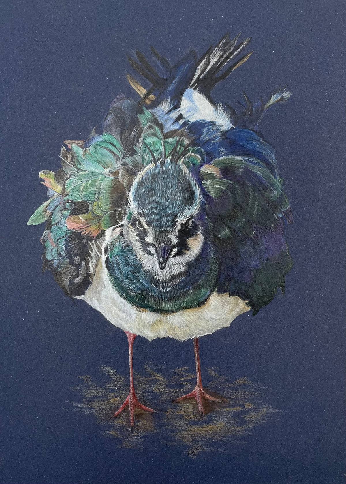Ruffled Up coloured pencil drawing of lapwing with ruffled feather looking straight at the viewer on a dark blue background