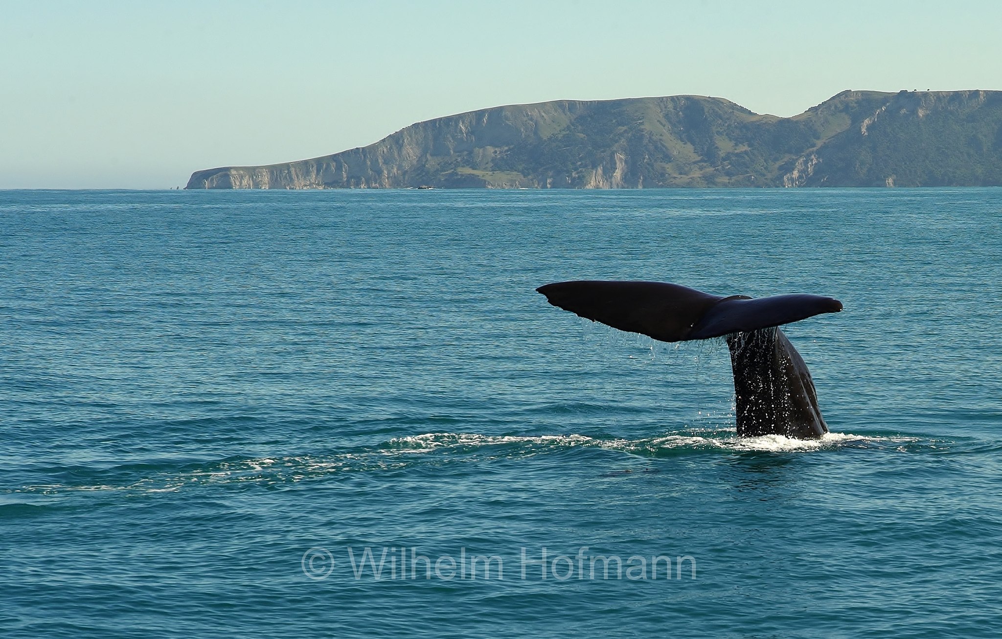 sperm whale, cachalot, Pottwal, capodoglio, Physeter macrocephalus, Physeter catodons, Kaikoura, Kaikōura, South Island, Südinsel, Isola del Sud, New Zealand, Neuseeland, Nuova Zelanda