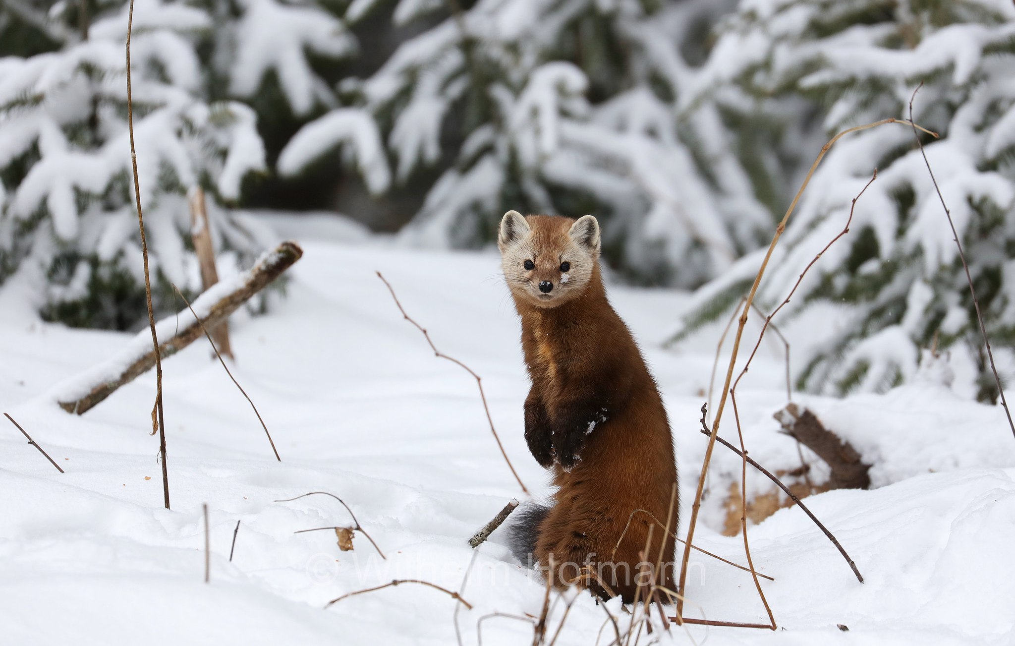 Martes americana, American marten, American pine marten, pine marten, Fichtenmarder, martora americana, Costello Creek, Algonquin Provincial Park, Parco provinciale di Algonquin, Ontario, Canada, Kanada