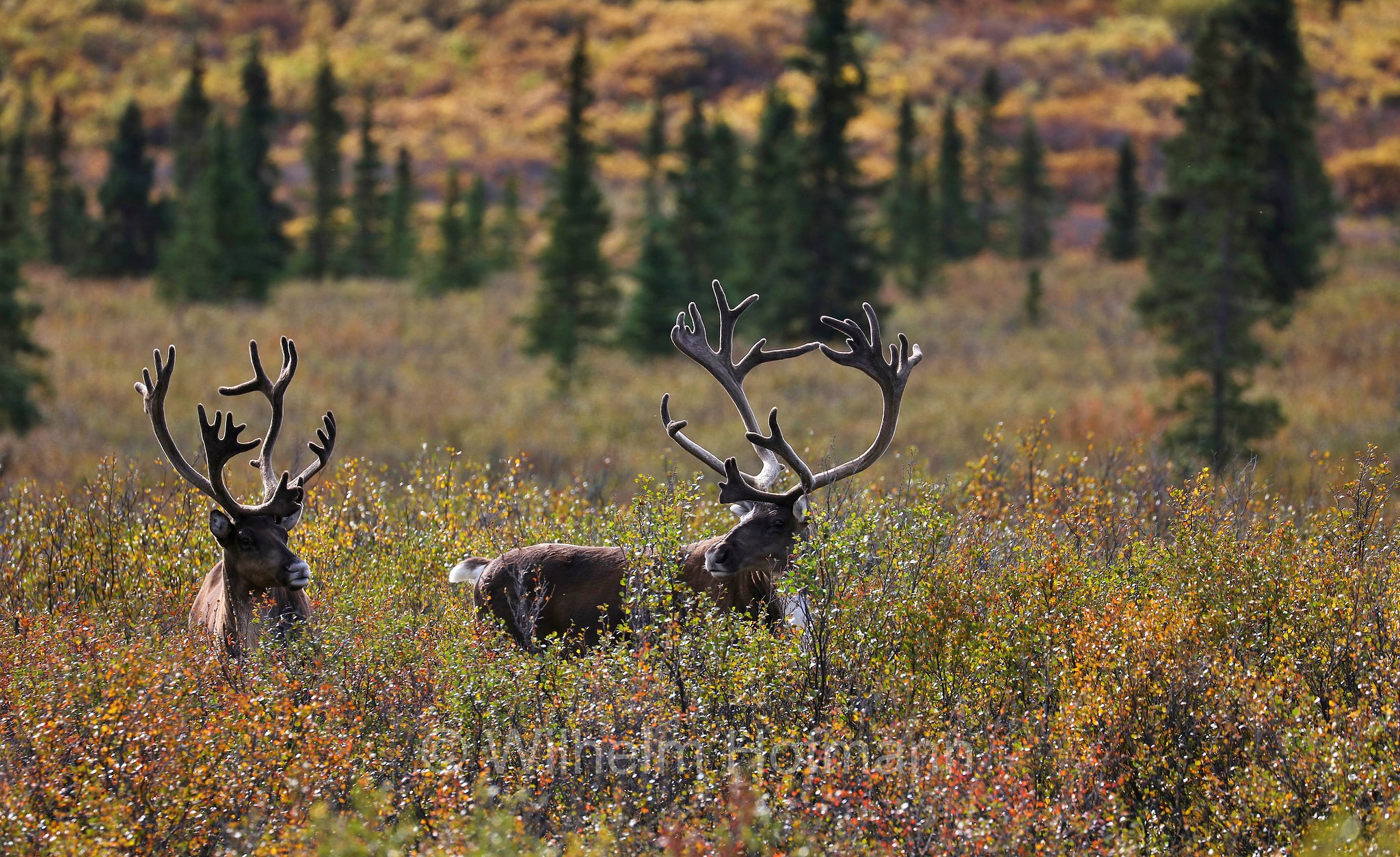 Rangifer tarandus granti, Grant's caribou, Grant-Karibu, Grant's-Karibu, caribù di Grant, Savage River, Denali National Park, Denali National Park and Preserve, Denali-Nationalpark, Parco nazionale del Denali, Alaska, USA