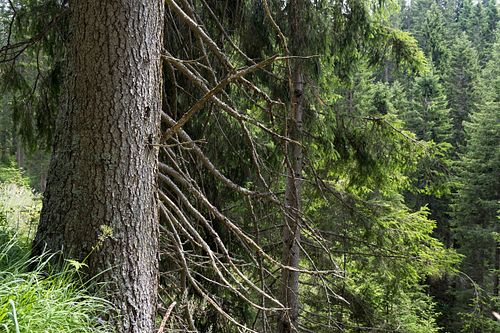 Fichte am Karersee