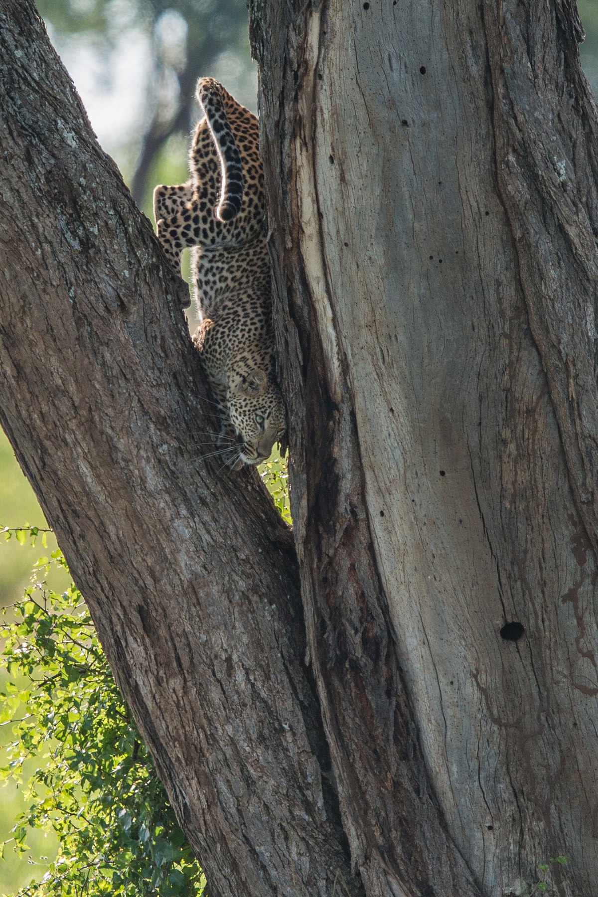 Vertical-Leopard