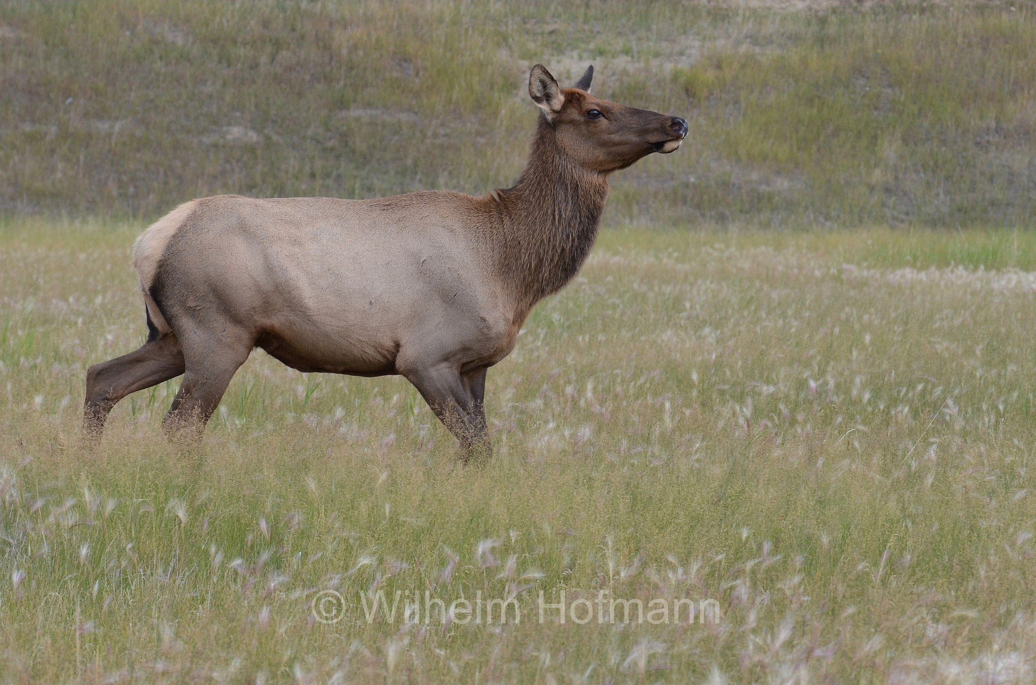 Cervus canadensis, wapiti, Wapiti, Wapiti-Hirsch, vapiti, Jasper National Park, Jasper-Nationalpark, Parco nazionale Jasper, Alberta, Canada, Kanada