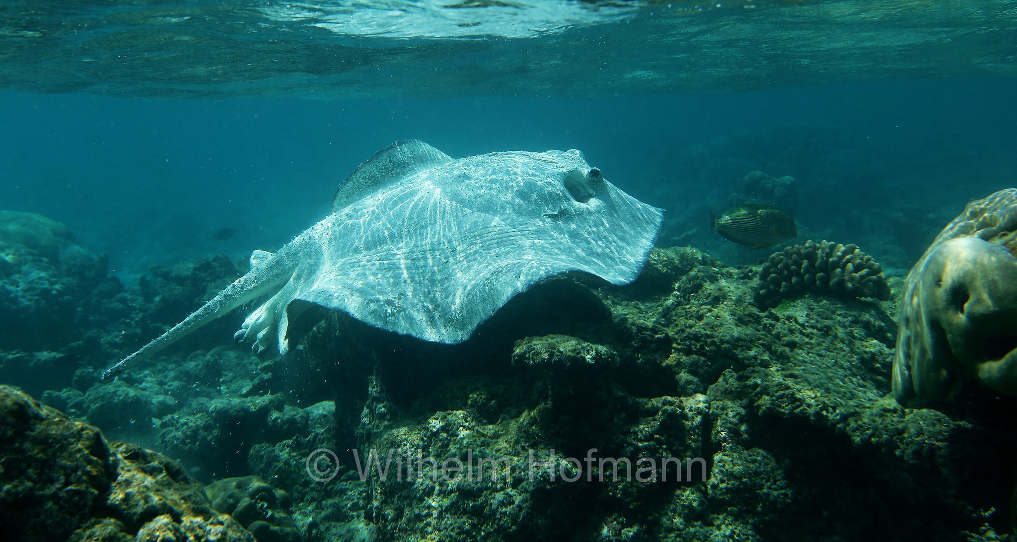 porcupine ray, Igelrochen, pastinaca porcospino, Urogymnus asperrimus, Malediven, Maldives, Maledive, fihalhohi island resort