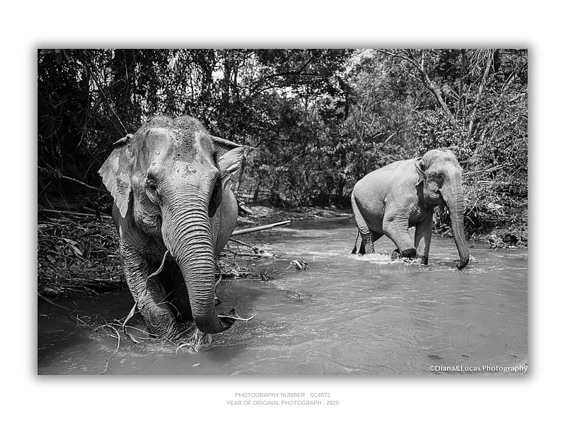 COLLECTION - GIANTS OF THE LAND HORIZONTAL - "River Play" - LIMITED EDITION 10 of 10