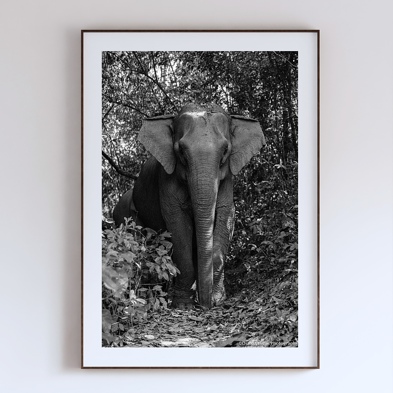 COLLECTION - GIANTS OF THE LAND VERTICAL - "Monumental" - LIMITED EDITION 10 of 10