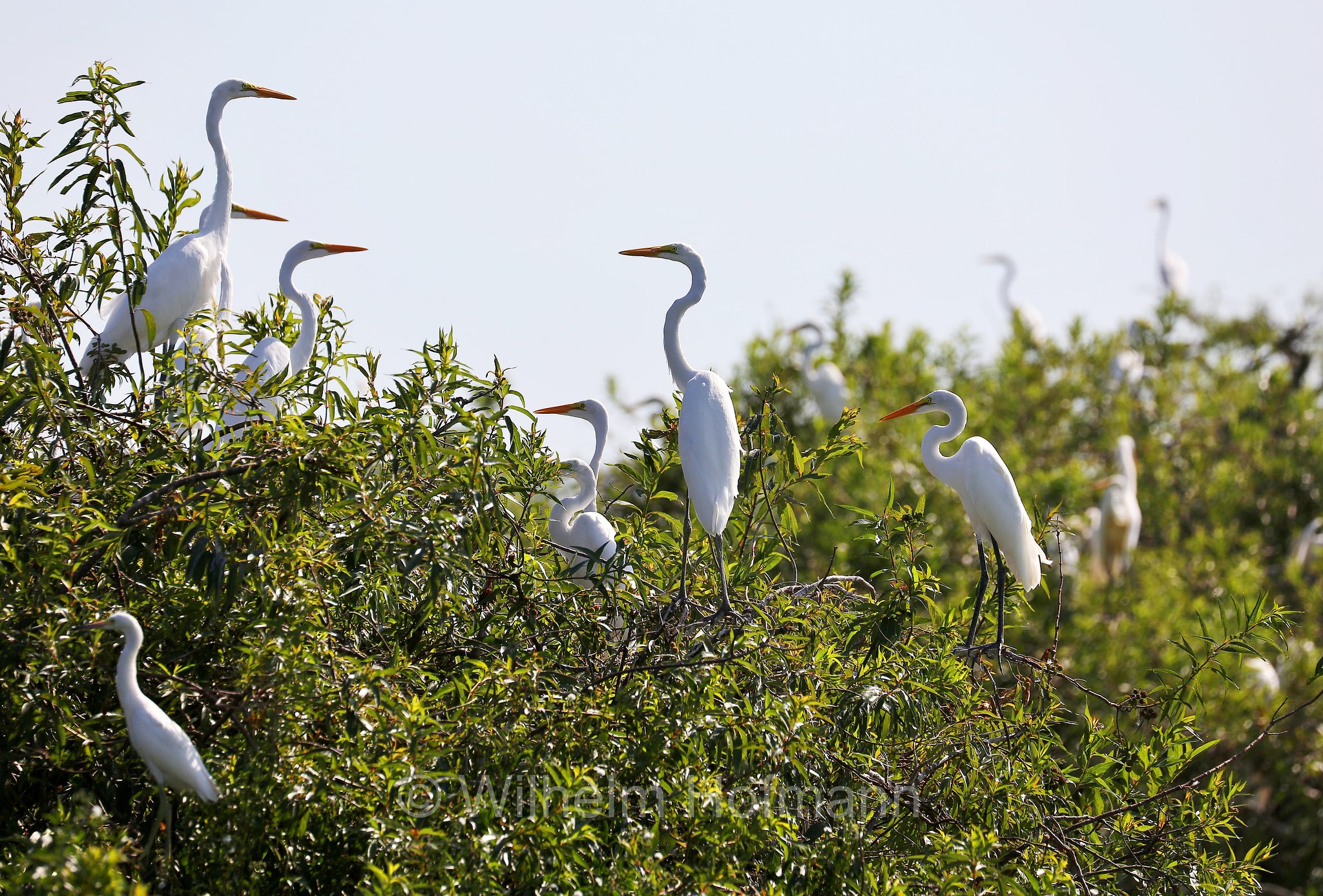 great egret, common egret, large egret, great white egret, great white heron, Silberreiher, airone bianco maggiore, Ardea alba, Iberá Wetlands, Esteros del Iberá, Corrientes, Argentina, Argentinien