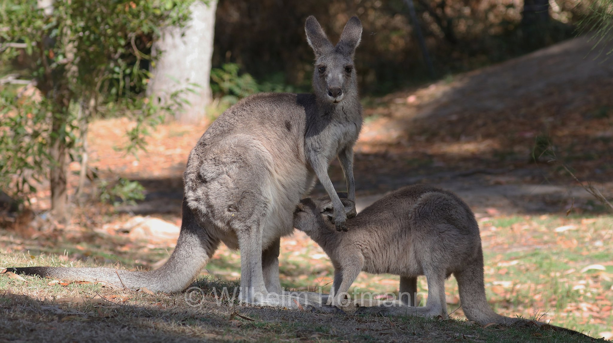 eastern grey kangaroo, gigantic large-foot, great grey kangaroo, forester kangaroo, Östliches Graues Riesenkänguru, canguro grigio orientale, Macropus giganteus, Halls Gap, Grampians National Park, Grampians-Nationalpark, Parco nazionale Grampians, Victoria, Australia, Australien