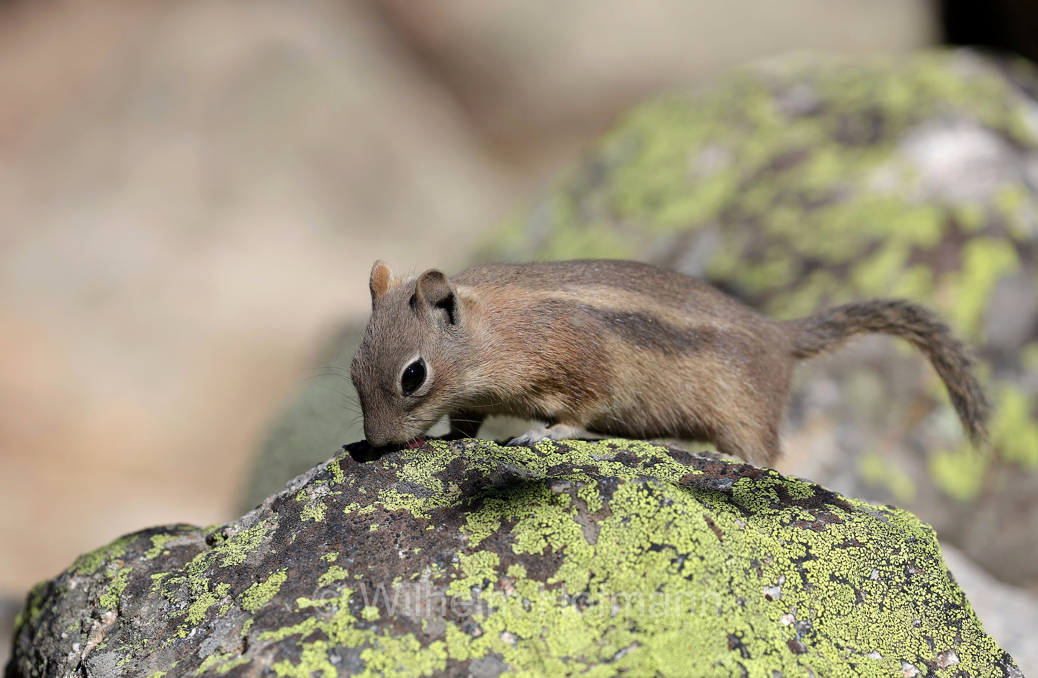 Callospermophilus lateralis, Spermophilus lateralis, golden-mantled ground squirrel, Goldmantelziesel, citello dal mantello dorato, North Saint Vrain Creek, Rocky Mountain National Park, Rocky-Mountain-Nationalpark, parco nazionale delle Montagne Rocciose, Colorado, USA