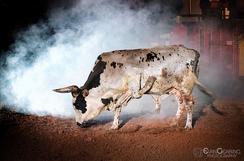 Big A$$ Bull
