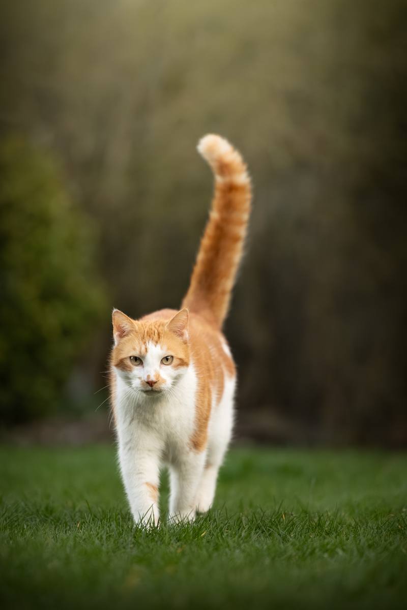 Pip